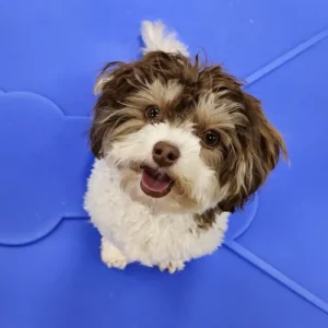 Dog influencer, spreading cuteness and positive vibes!